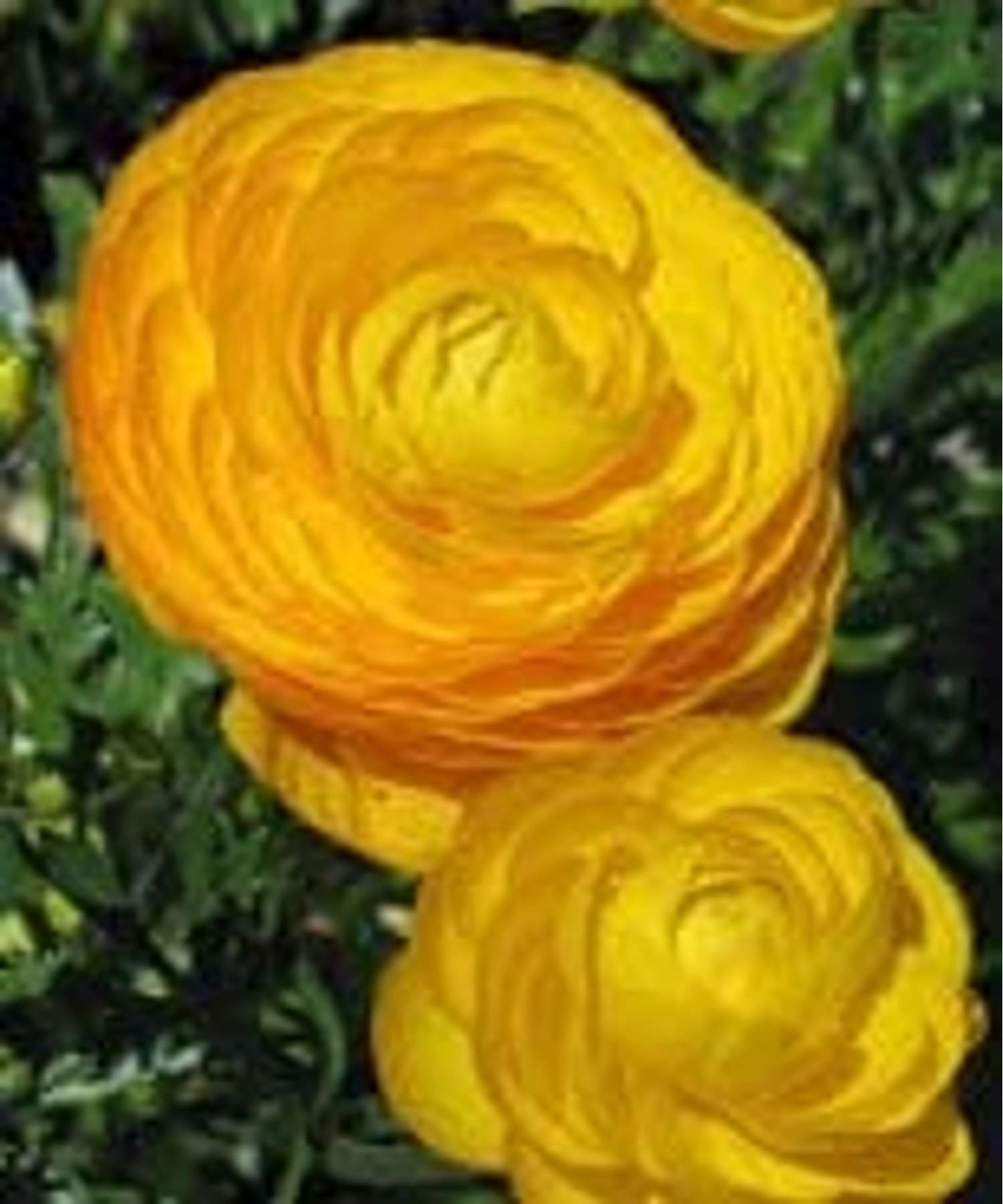 Ranunkel 'Gul'